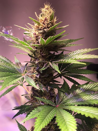 Growreport Bild 6