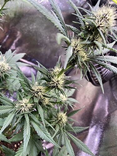 Growreport Bild 19