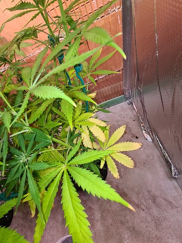 Growreport Bild 13