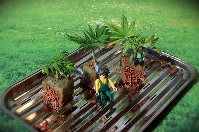 Growreport Bild 15