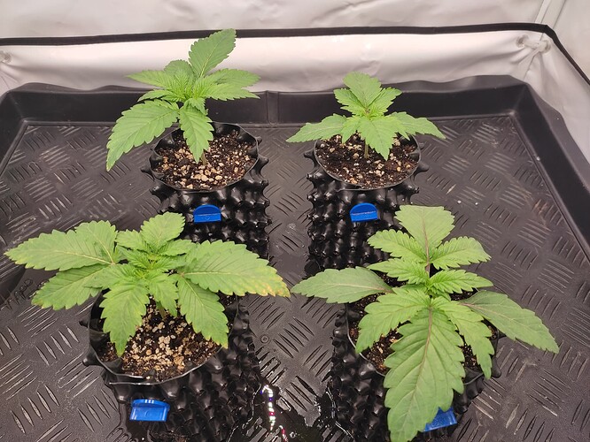 Growreport Bild 10
