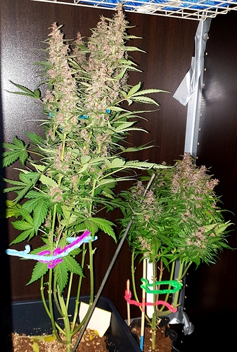 Growreport Bild 11