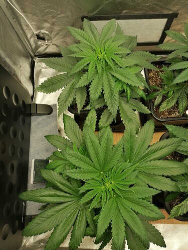 Growreport Bild 28