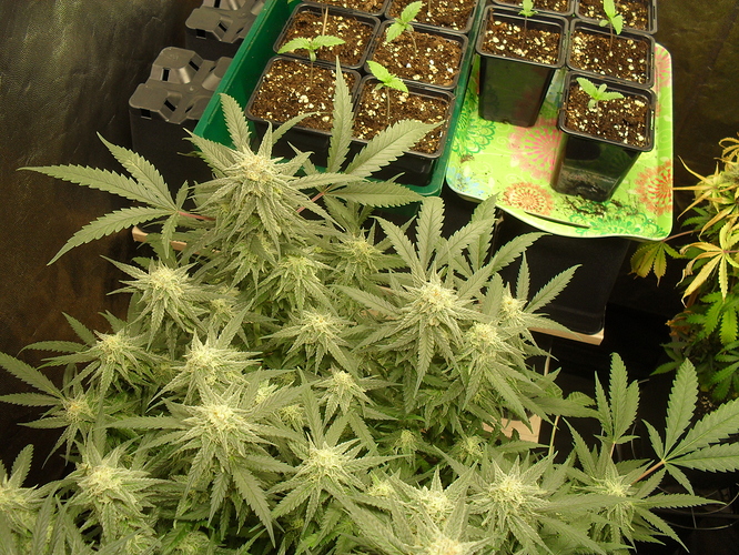 Growreport Bild 5