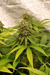 Growreport Bild 2