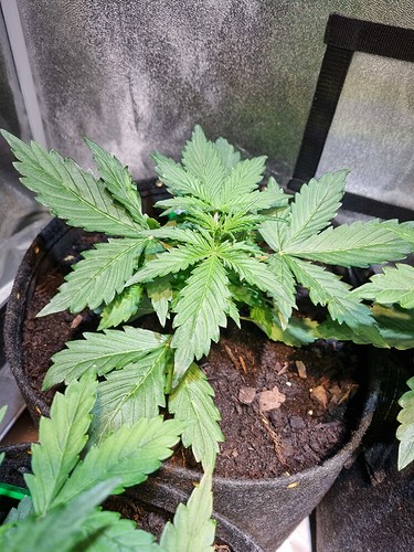 Growreport Bild 22