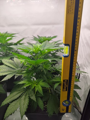 Growreport Bild 4