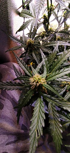 Growreport Bild 76