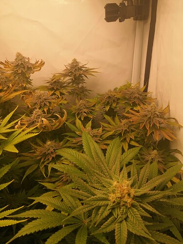 Growreport Bild 1