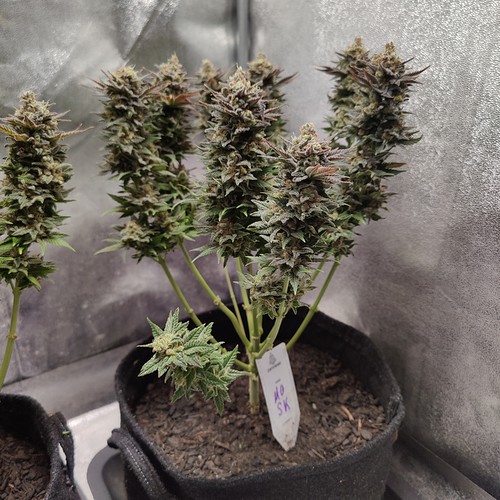 Growreport Bild 33