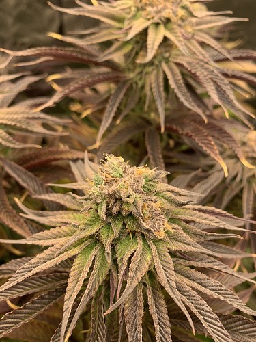 Growreport Bild 1