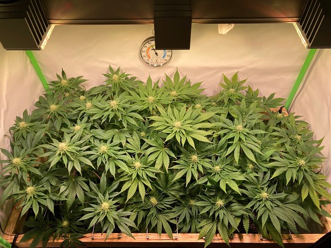 Growreport Bild 7