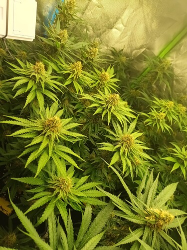 Growreport Bild 8