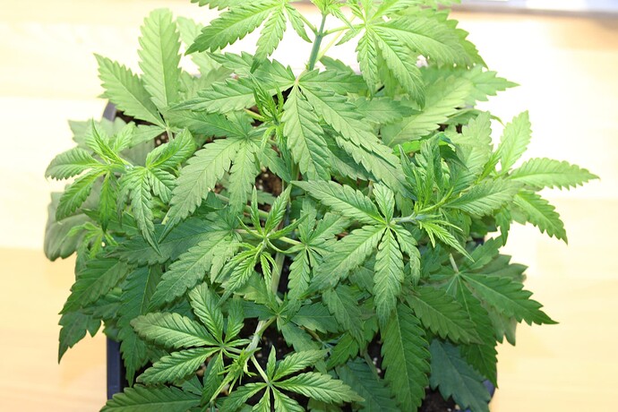 Growreport Bild 11