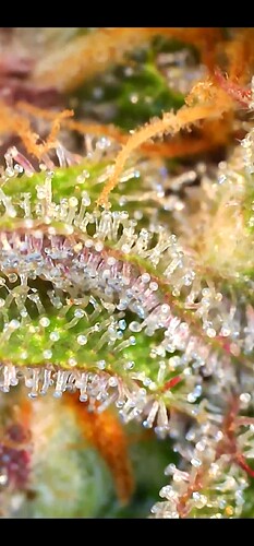 Growreport Bild 10