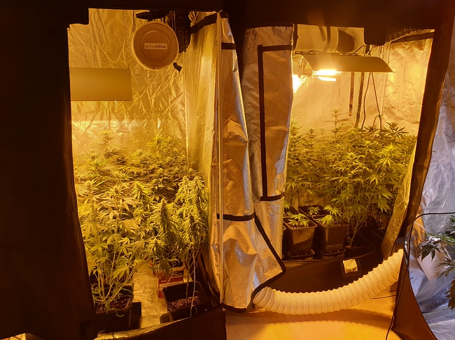 Growreport Bild 1