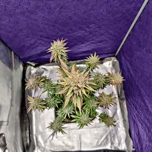 Growreport Bild 10