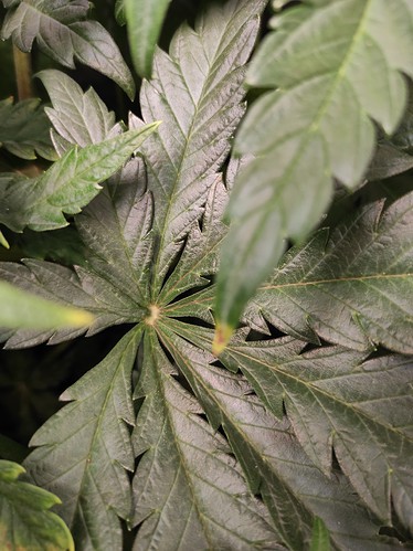 Growreport Bild 8