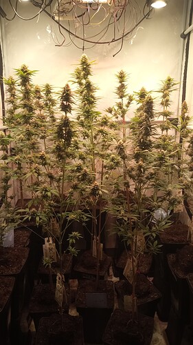 Growreport Bild 55