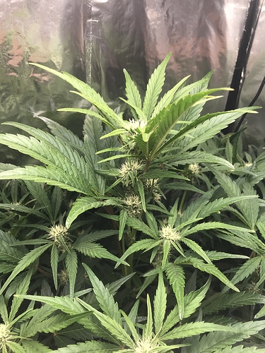 Growreport Bild 4