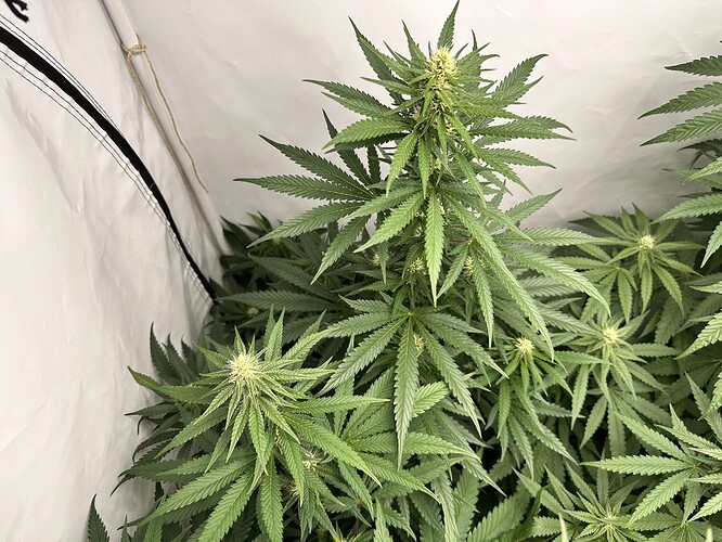 Growreport Bild 4