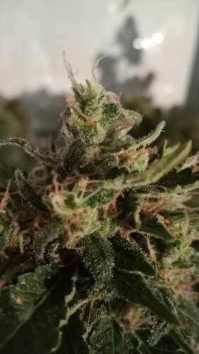 Growreport Bild 12