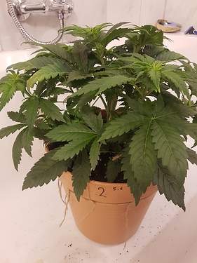 Growreport Bild 9