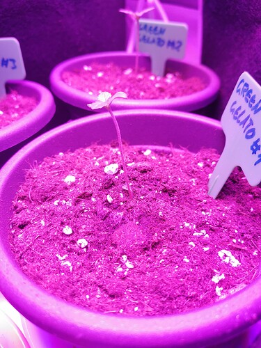 Growreport Bild 17