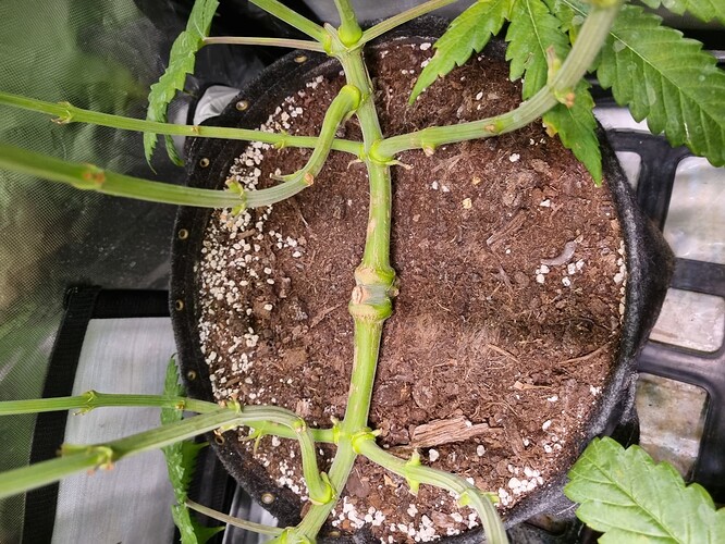 Growreport Bild 23