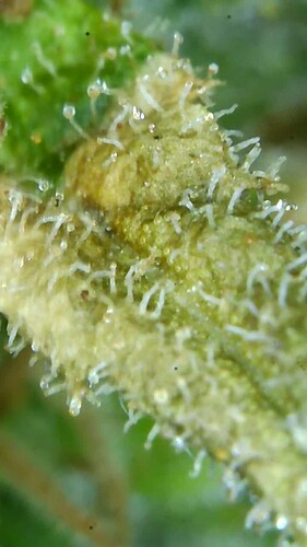 Growreport Bild 14