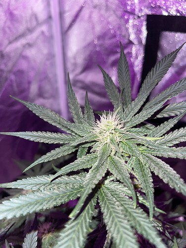 Growreport Bild 4