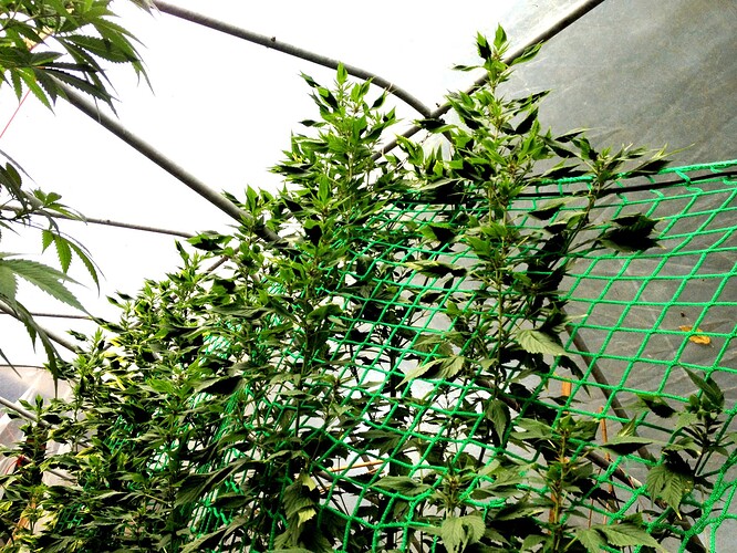 Growreport Bild 13