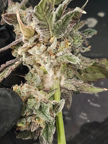 Growreport Bild 9