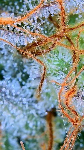 Growreport Bild 9