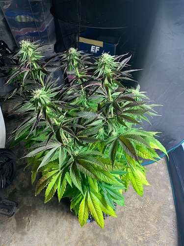 Growreport Bild 1