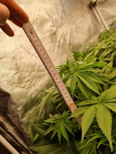 Growreport Bild 44