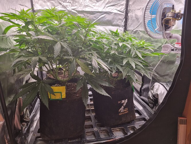 Growreport Bild 39