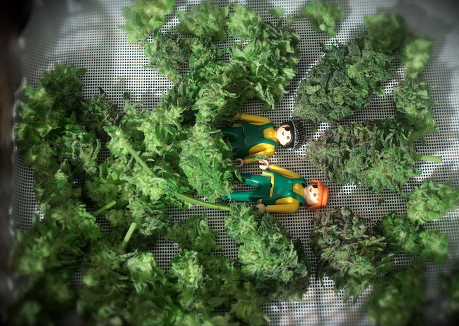 Growreport Bild 15