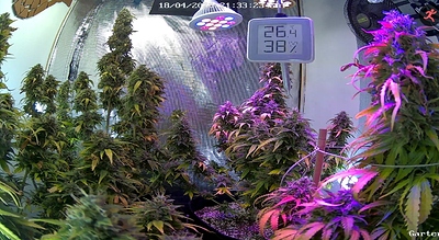 Growreport Bild 2