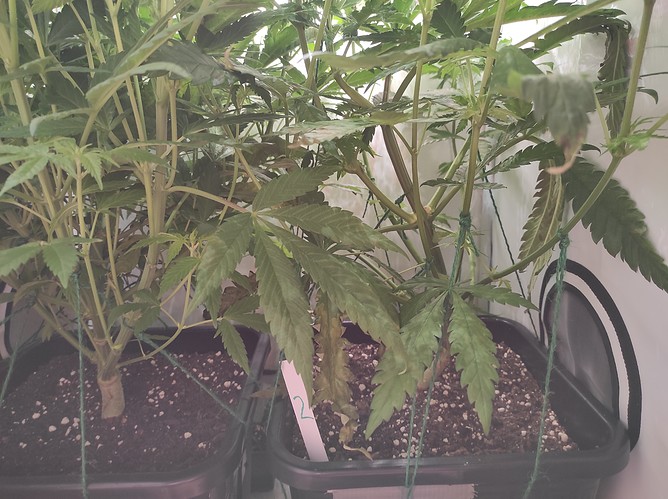 Growreport Bild 5
