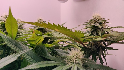 Growreport Bild 17