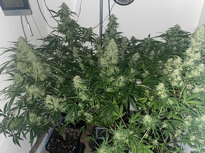 Growreport Bild 14