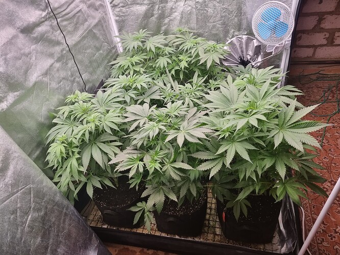 Growreport Bild 2