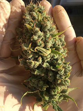 Growreport Bild 19