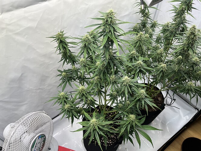 Growreport Bild 20