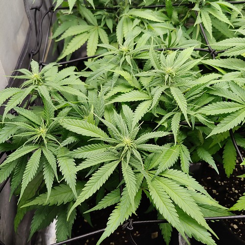 Growreport Bild 8
