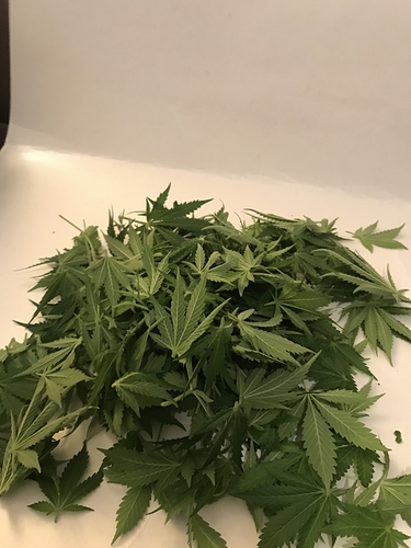 Growreport Bild 9