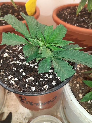 Growreport Bild 5
