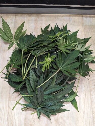 Growreport Bild 3