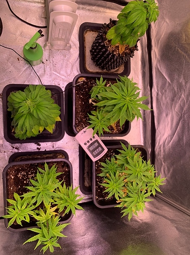 Growreport Bild 4
